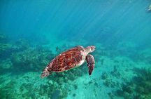 Snorkel Tour! Turtles & Underground Cenote from Playa del Carmen