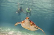 Snorkel Tour! Turtles & Underground Cenote from Playa del Carmen