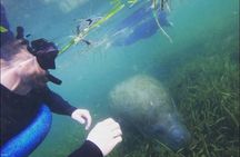 Private Manatee Snorkeling Tour