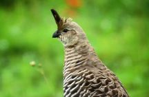 Colima Volcano Birdwatching Tour 