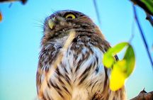 Colima Volcano Birdwatching Tour 