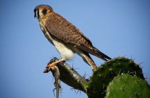 Colima Volcano Birdwatching Tour 