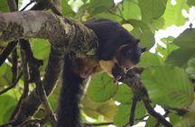 Sinharaja Rain Forest Tour from Colombo