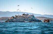 Full-Day Tour to Puerto Almanza from Tierra del Fuego