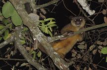 Arenal Rainforest Night Walk with Naturalist Guide in La Fortuna