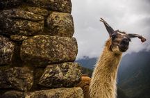 Machu Picchu Day Trip by Train From Cusco
