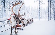 Reindeer Experience with Sledge Ride in Levi