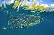 Full Day Shark Watching and Canyoneering in Cebu 
