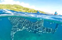 Full Day Shark Watching and Canyoneering in Cebu 