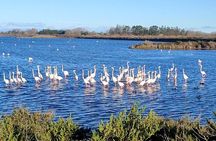 Happy tour camargue an immersion by bike and scooter E