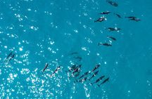 Whale & Dolphin Watching Trincomalee 