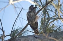 Private Bird Watching Tour from Holbox