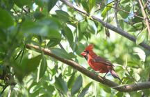 Private Bird Watching Tour from Holbox