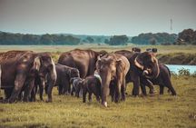 Kandy to Trincomalee Shuttle & Safari Drive