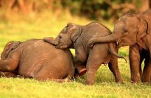 Kandy to Trincomalee Shuttle & Safari Drive