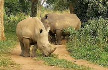 White Rhino Tracking Walking Safari | Uganda | 1 day