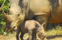 White Rhino Tracking Walking Safari | Uganda | 1 day