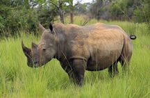 White Rhino Tracking Walking Safari | Uganda | 1 day