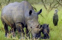White Rhino Tracking Walking Safari | Uganda | 1 day