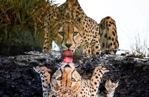 4 Days /3 nights Tarangire, Serengeti and Ngorongoro crater 
