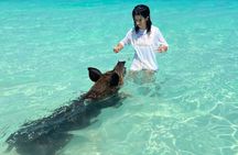 Swimming Pigs with pickup: Pigs can't fly, but they do Swim! 