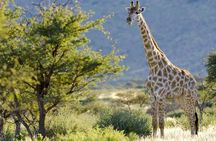 Pilanesberg Full Day Safari