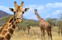 Pilanesberg Full Day Safari
