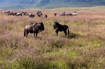 Pilanesberg Full Day Safari