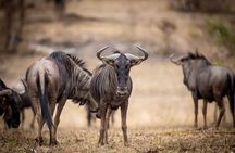 Pilanesberg Full Day Safari