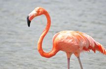 VIP Private North Island Tour 