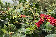 Coffee Farm and Salento Walking Tour