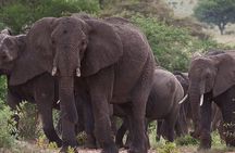 5 Days Tanzania's Wildlife Joint Safari.