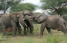 5 Days Tanzania's Wildlife Joint Safari.