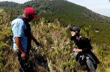 Kilimanjaro 1 Day Hike