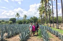 Fully Private Tequila and Guachimontones Experience