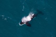 1-Hour Guided Whale Watching Premier Tour in Kaikōura