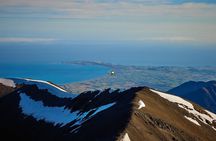 1-Hour Guided Whale Watching Premier Tour in Kaikōura