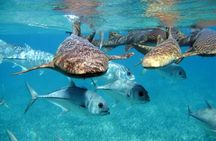 Pirates of the Caribbean Cruise- Snorkel, Sharks & Stingrays