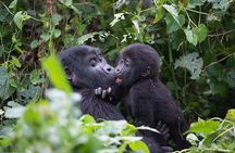 2 Days Uganda Gorilla Trekking