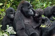2 Days Uganda Gorilla Trekking