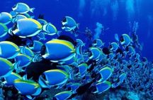 Semi Submarine (Sea Trip) 2 Hours With Transfer - Sharm El Sheikh