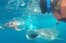 Cancun Whale Shark Experience with Snorkel & Transportation