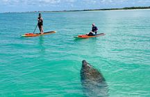 Dolphin and Manatee Adventure Tour of Fort Myers
