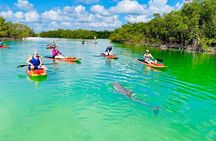 Dolphin and Manatee Adventure Tour of Fort Myers
