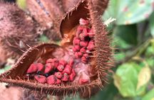 Full-Day Tour: Cacao farm experience in the jungle of Cusco