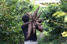 Full-Day Tour: Cacao farm experience in the jungle of Cusco