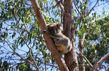 Morialta Wilderness and Wildlife Hike