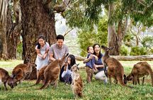 Cleland Wildlife Park Experience - from Adelaide including Mt Lofty Summit