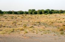 Dubai: Morning Heritage Safari by Vintage G Class & Al Marmoom Oasis