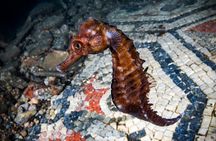 Scuba Diving and Underwater Roman Ruins in Baia from Naples